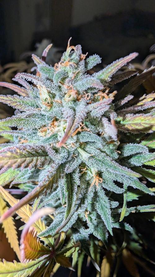 7up AWC 2026. Week 8