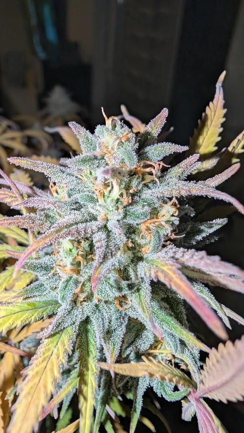 7up AWC 2026. Week 8