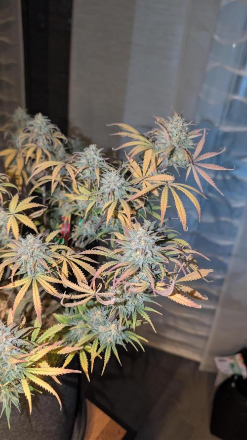 7up AWC 2026. Week 8