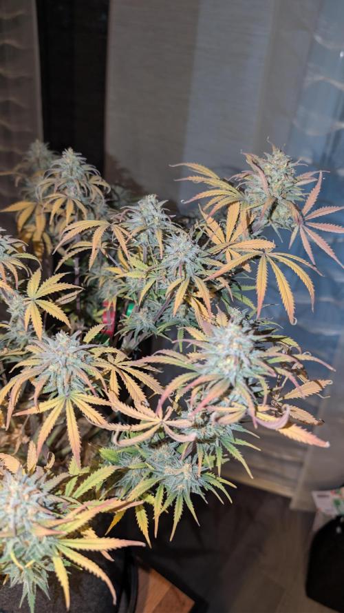 7up AWC 2026. Week 8