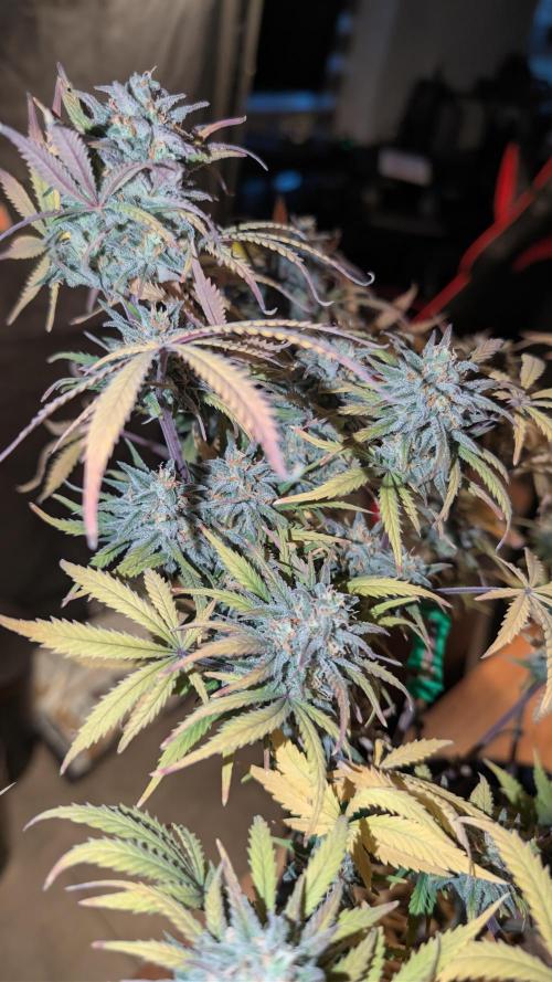 7up AWC 2026. Week 8