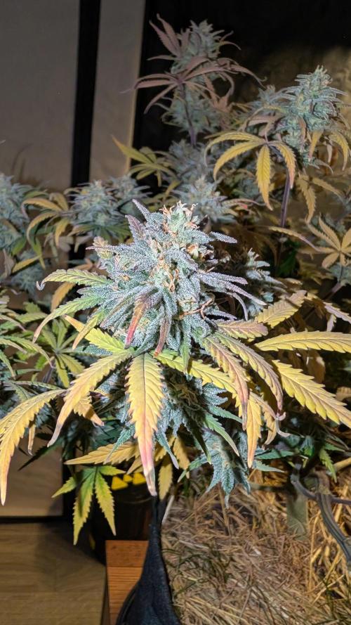 7up AWC 2026. Week 8