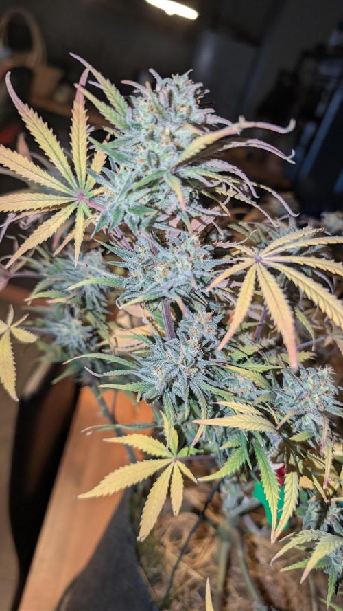 7up AWC 2026. Week 8