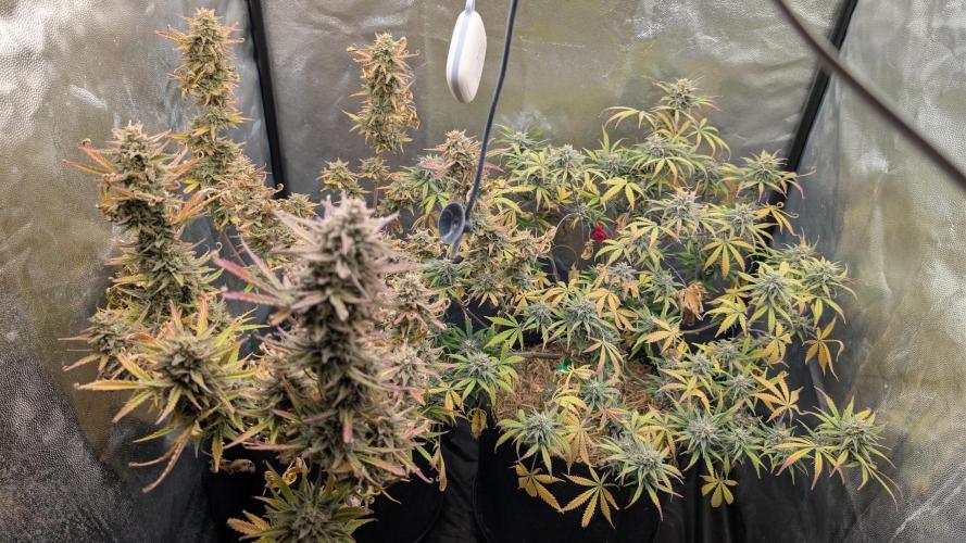 7up AWC 2026. Week 8