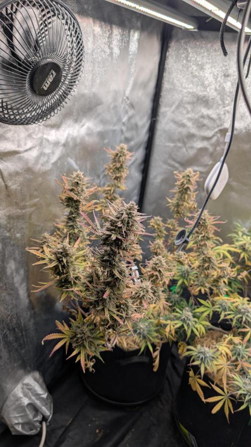 7up AWC 2026. Week 8