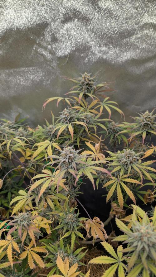 7up AWC 2026. Week 8