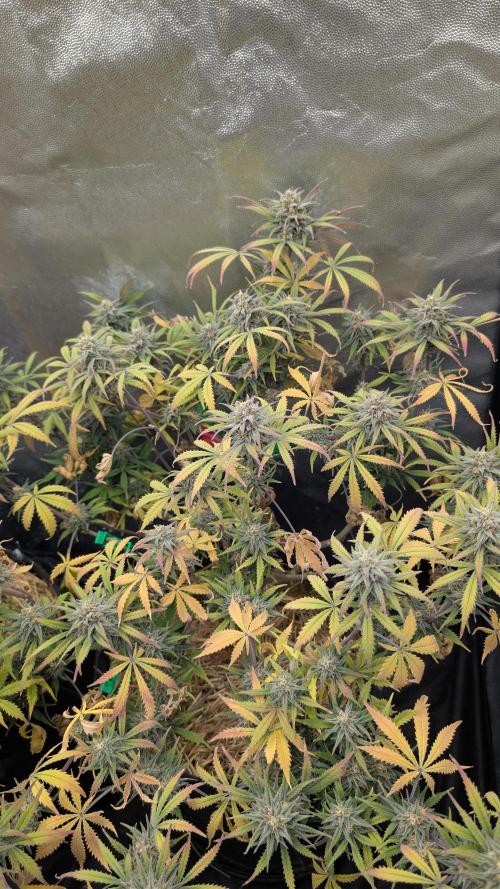 7up AWC 2026. Week 8