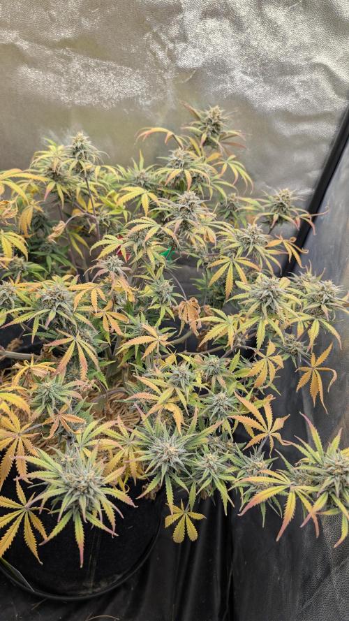 7up AWC 2026. Week 8