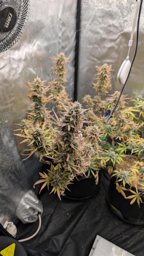 7up AWC 2026. Week 8