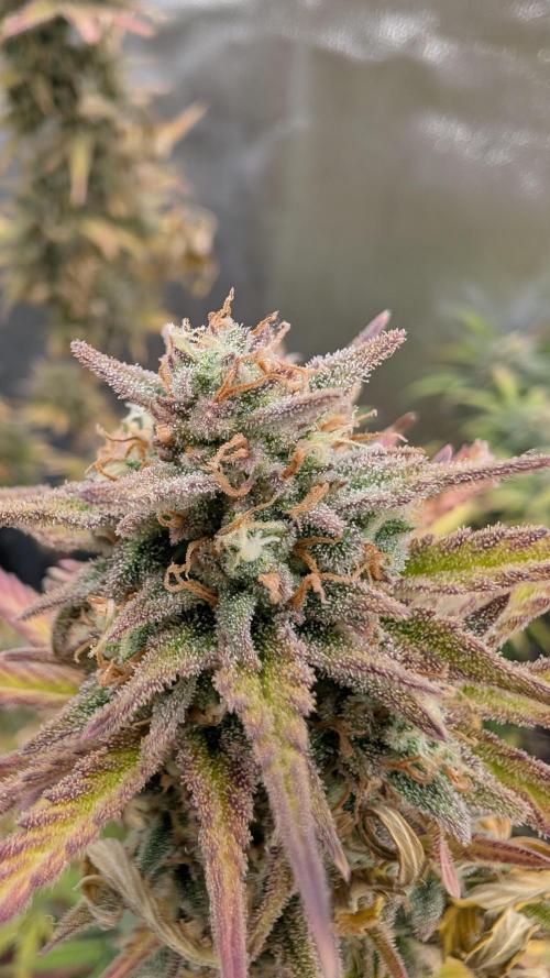 7up AWC 2026. Week 8