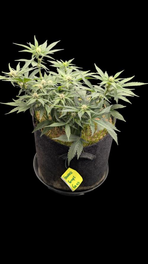 The G-Wagon Autoflower WorldCup 26. Week 5