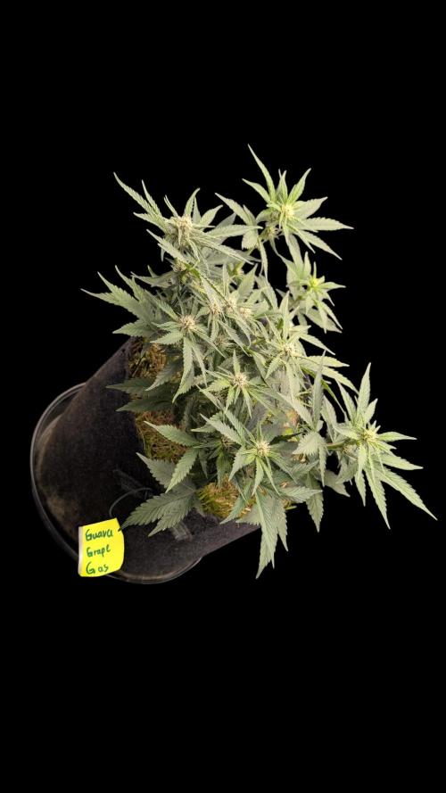 The G-Wagon Autoflower WorldCup 26. Week 5