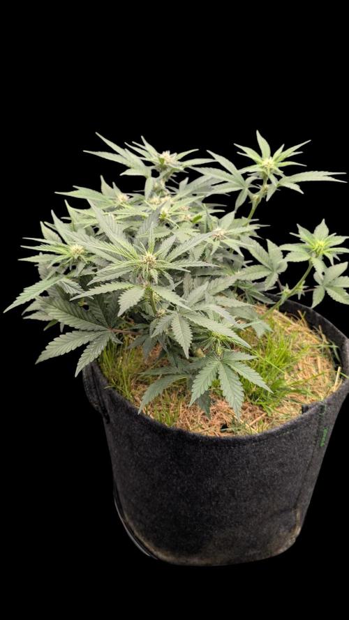 The G-Wagon Autoflower WorldCup 26. Week 5