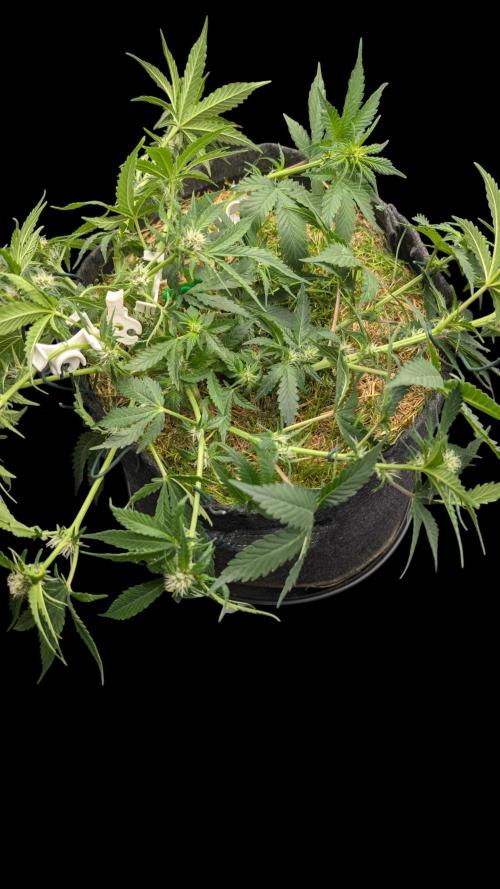 The G-Wagon Autoflower WorldCup 26. Week 5