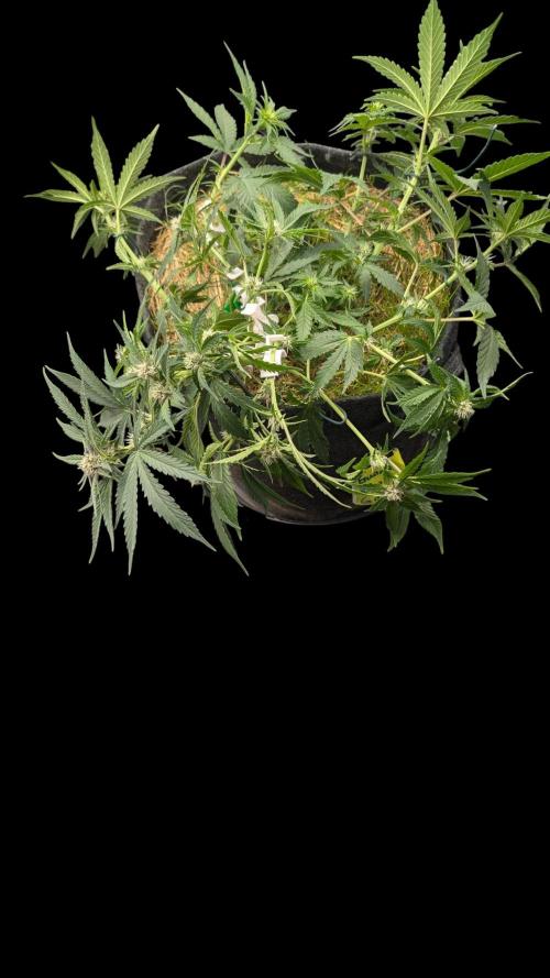 The G-Wagon Autoflower WorldCup 26. Week 5