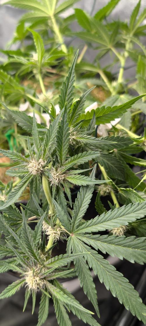 The G-Wagon Autoflower WorldCup 26. Week 5