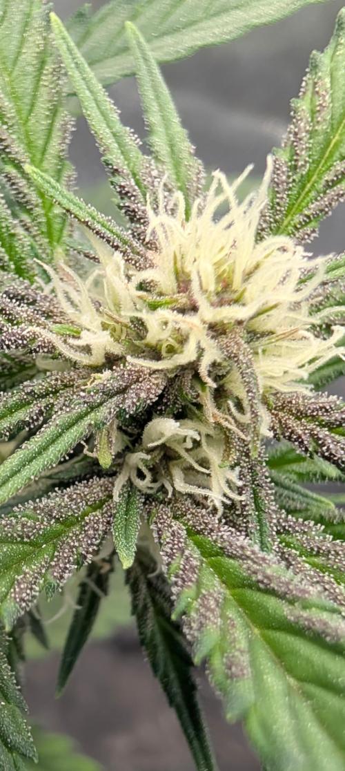 The G-Wagon Autoflower WorldCup 26. Week 5