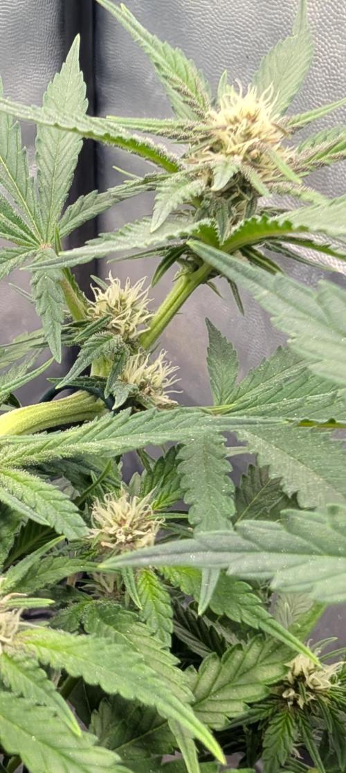 The G-Wagon Autoflower WorldCup 26. Week 5