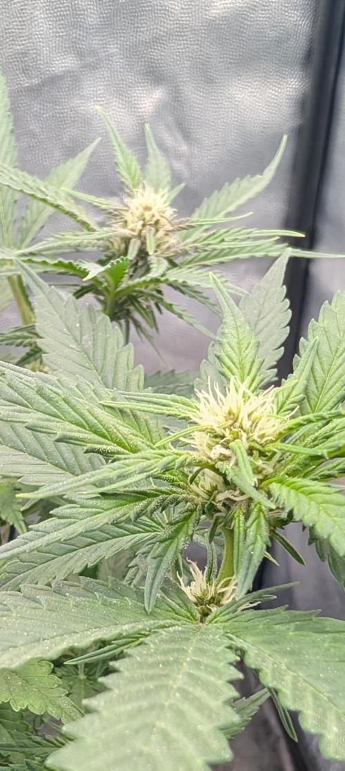 The G-Wagon Autoflower WorldCup 26. Week 5