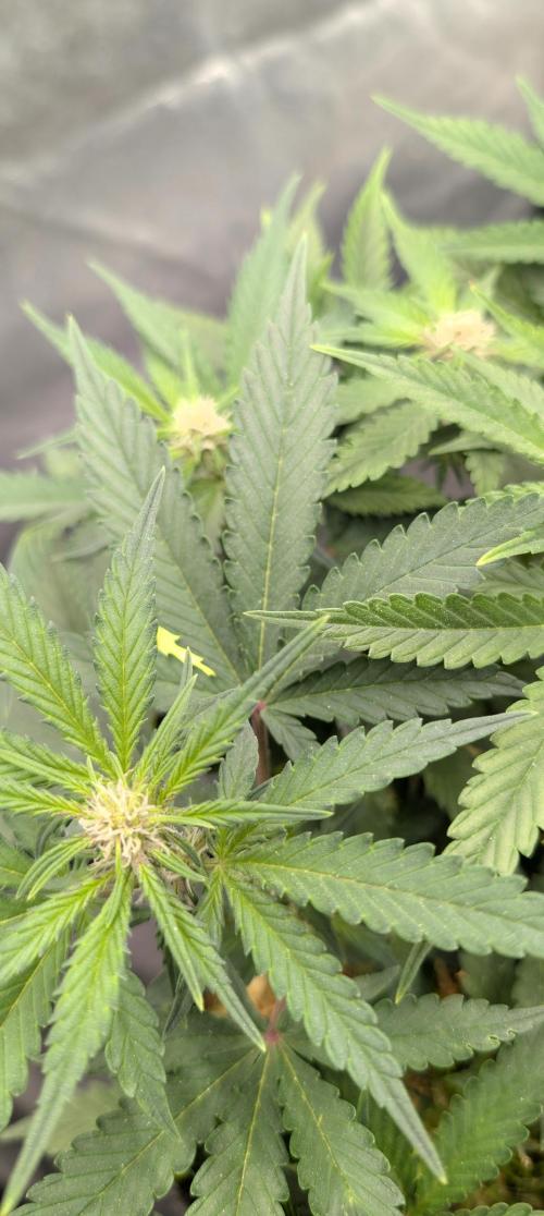 The G-Wagon Autoflower WorldCup 26. Week 5