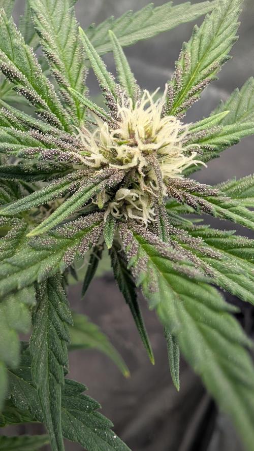 The G-Wagon Autoflower WorldCup 26. Week 5