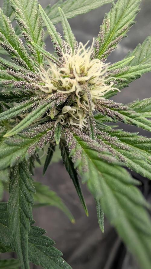 The G-Wagon Autoflower WorldCup 26. Week 5