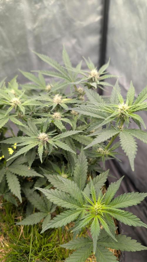 The G-Wagon Autoflower WorldCup 26. Week 5
