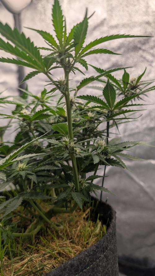 The G-Wagon Autoflower WorldCup 26. Week 5