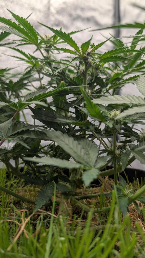 The G-Wagon Autoflower WorldCup 26. Week 5