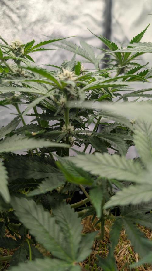 The G-Wagon Autoflower WorldCup 26. Week 5