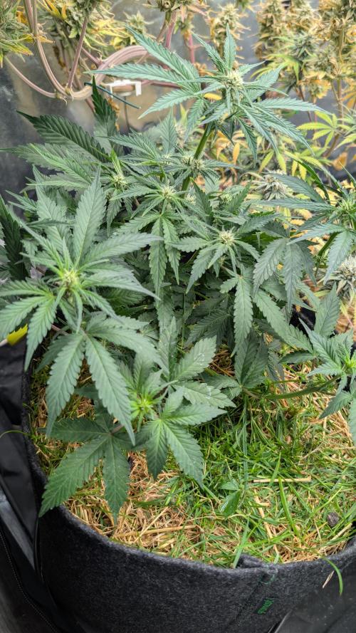 The G-Wagon Autoflower WorldCup 26. Week 5