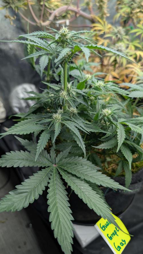 The G-Wagon Autoflower WorldCup 26. Week 5