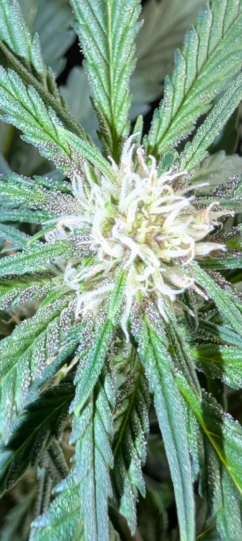 The G-Wagon Autoflower WorldCup 26. Week 5