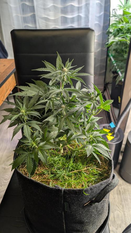 The G-Wagon Autoflower WorldCup 26. Week 5