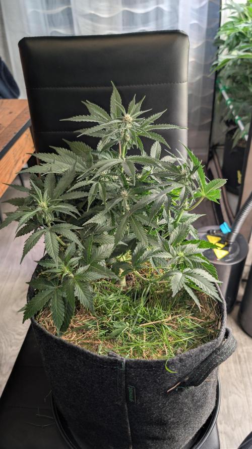 The G-Wagon Autoflower WorldCup 26. Week 5