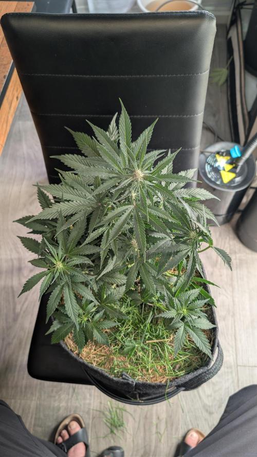 The G-Wagon Autoflower WorldCup 26. Week 5