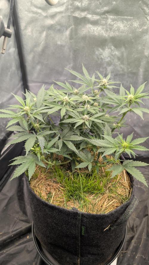 The G-Wagon Autoflower WorldCup 26. Week 6