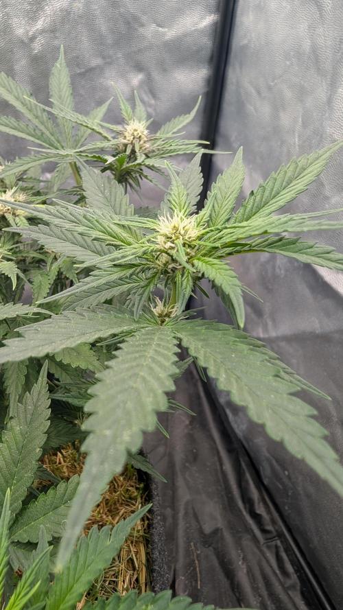 The G-Wagon Autoflower WorldCup 26. Week 6