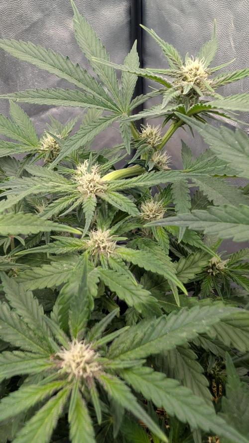 The G-Wagon Autoflower WorldCup 26. Week 6