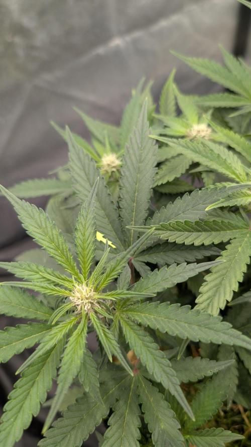 The G-Wagon Autoflower WorldCup 26. Week 6