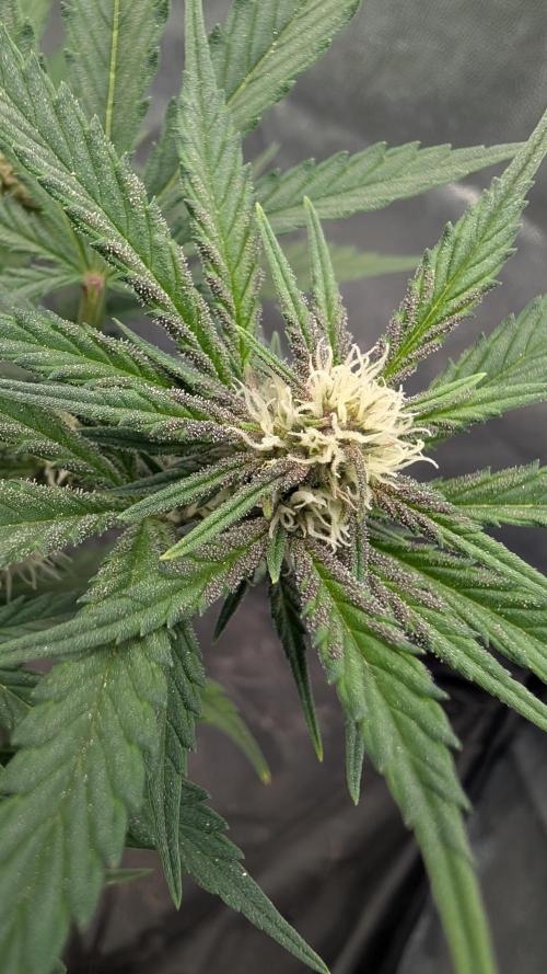 The G-Wagon Autoflower WorldCup 26. Week 6