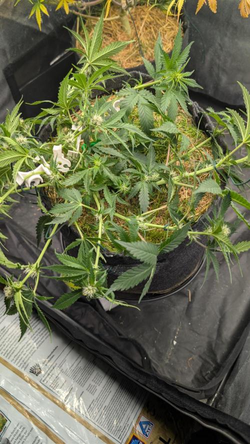 The G-Wagon Autoflower WorldCup 26. Week 6