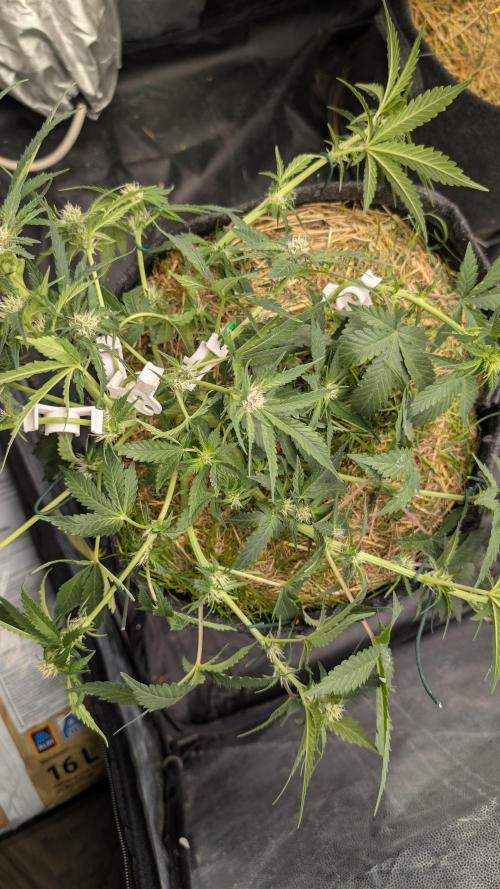 The G-Wagon Autoflower WorldCup 26. Week 6