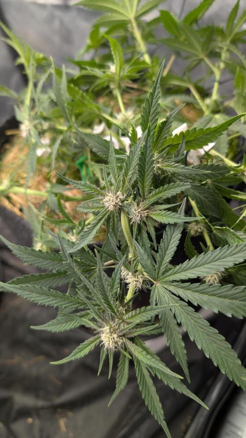 The G-Wagon Autoflower WorldCup 26. Week 6