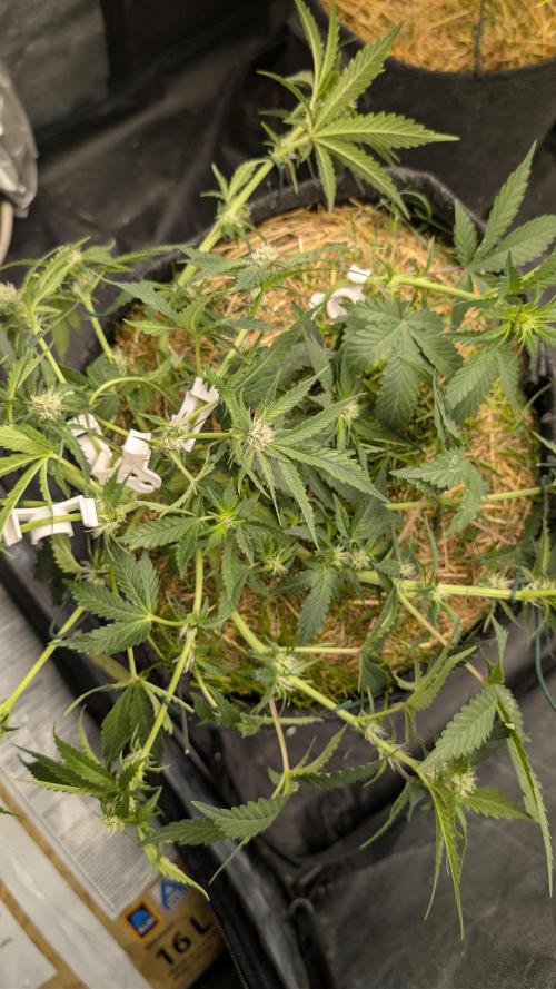 The G-Wagon Autoflower WorldCup 26. Week 6