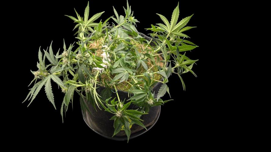 The G-Wagon Autoflower WorldCup 26. Week 6