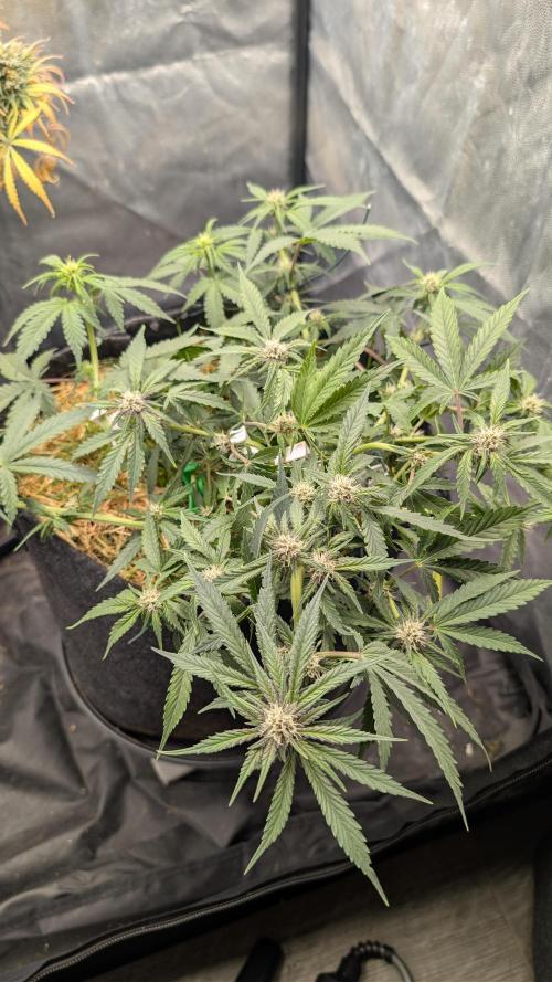 The G-Wagon Autoflower WorldCup 26. Week 6