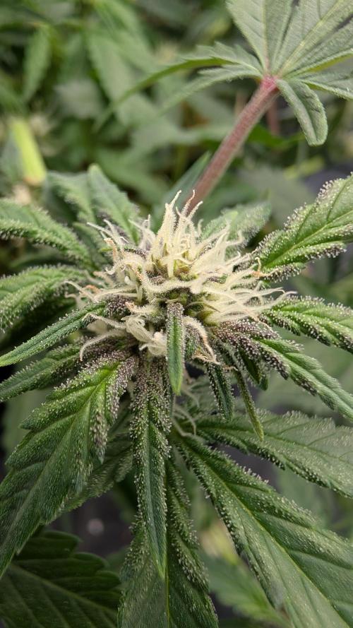 The G-Wagon Autoflower WorldCup 26. Week 6