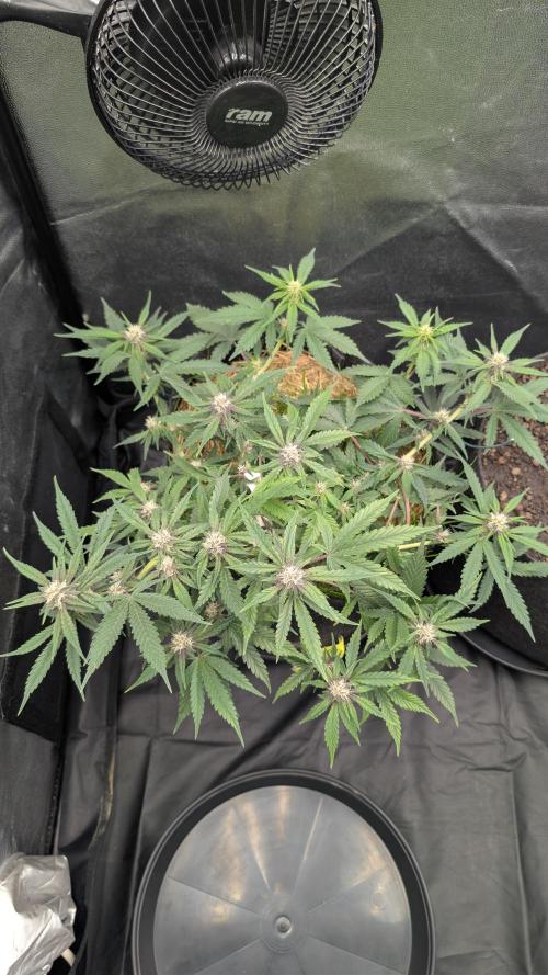 The G-Wagon Autoflower WorldCup 26. Week 6