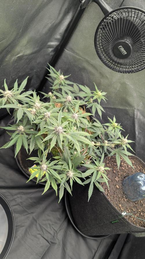 The G-Wagon Autoflower WorldCup 26. Week 6
